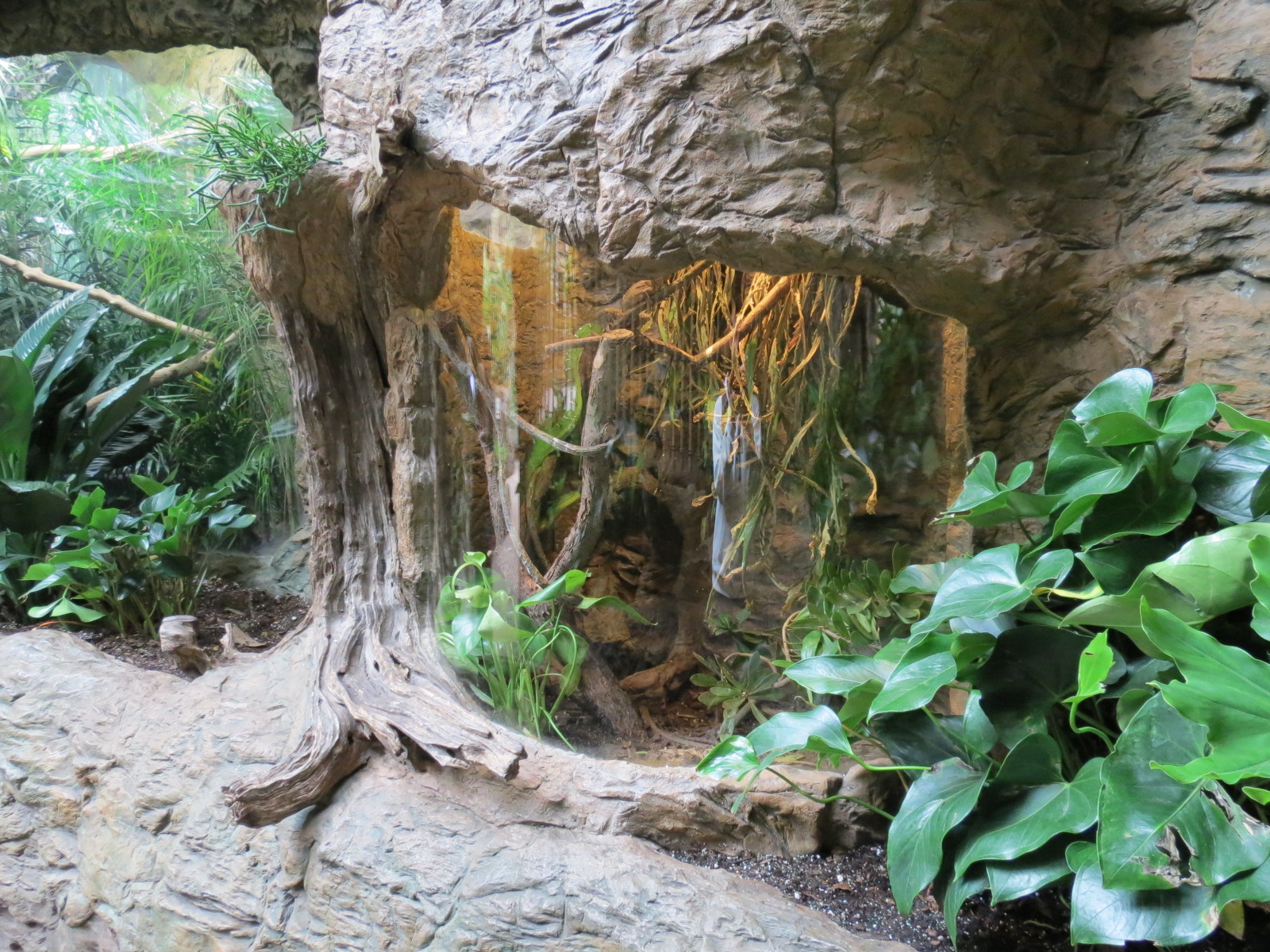 Orinoco Rainforest - Brown Basilisk and Emerald Tree Boa Exhibit