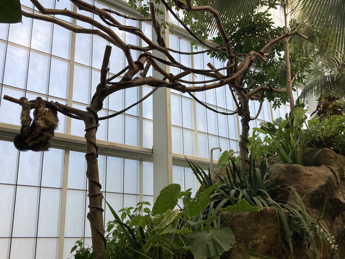 Orinoco Rainforest - Brown Three-Toed Sloth