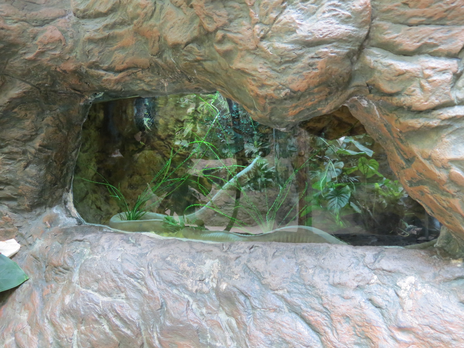 Orinoco Rainforest - Caecilian Exhibit