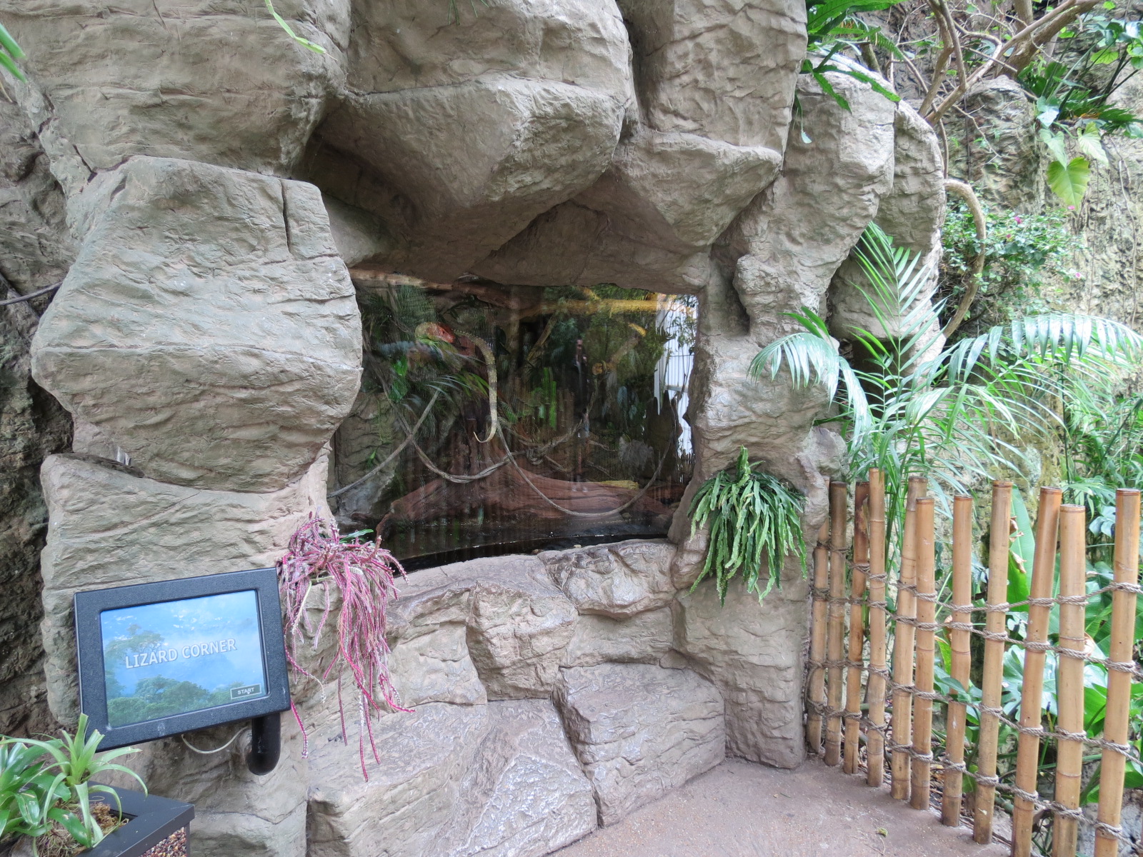 Orinoco Rainforest - Caiman Lizard Exhibit