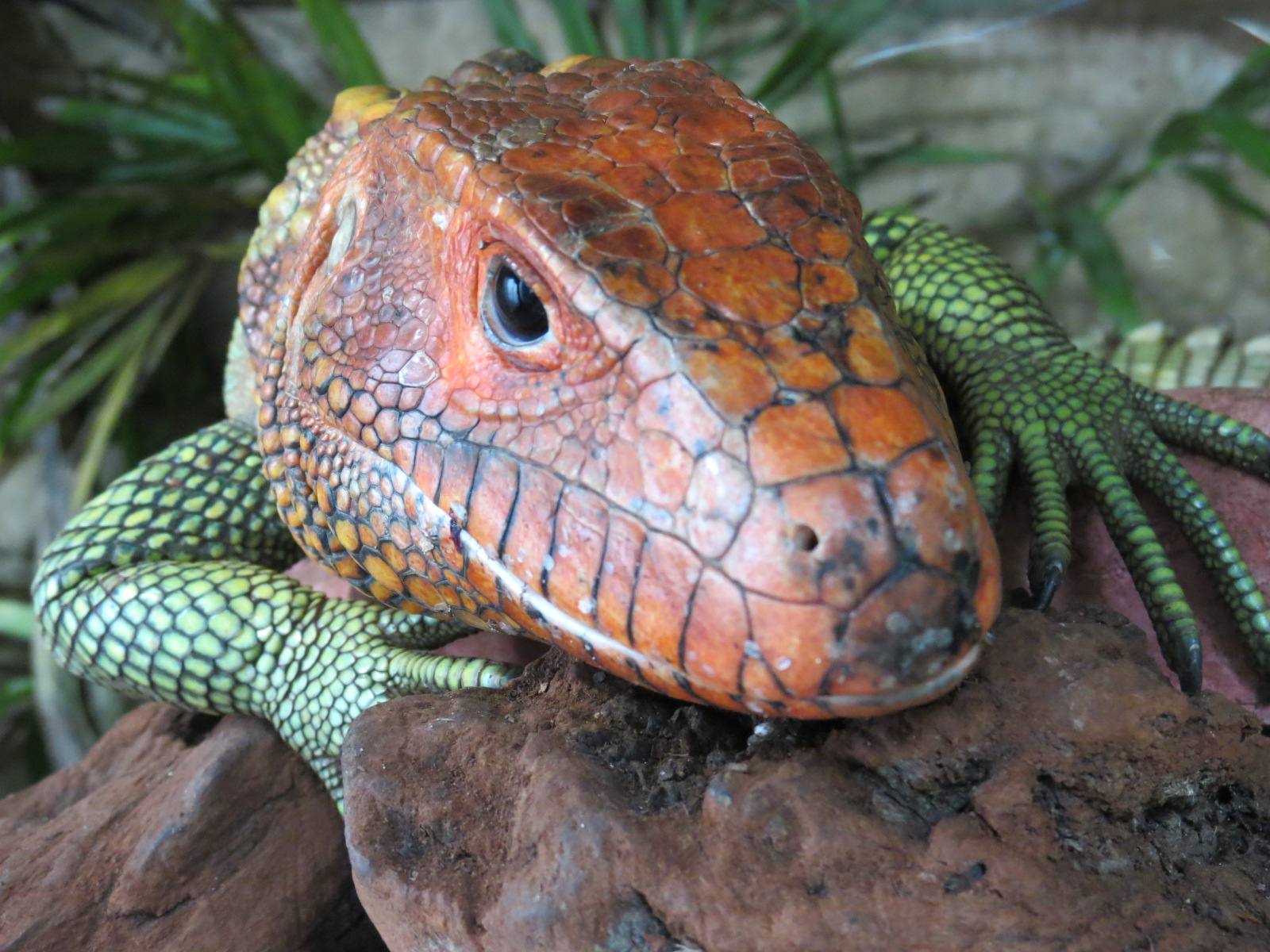 Orinoco Rainforest - Caiman Lizard Exhibit