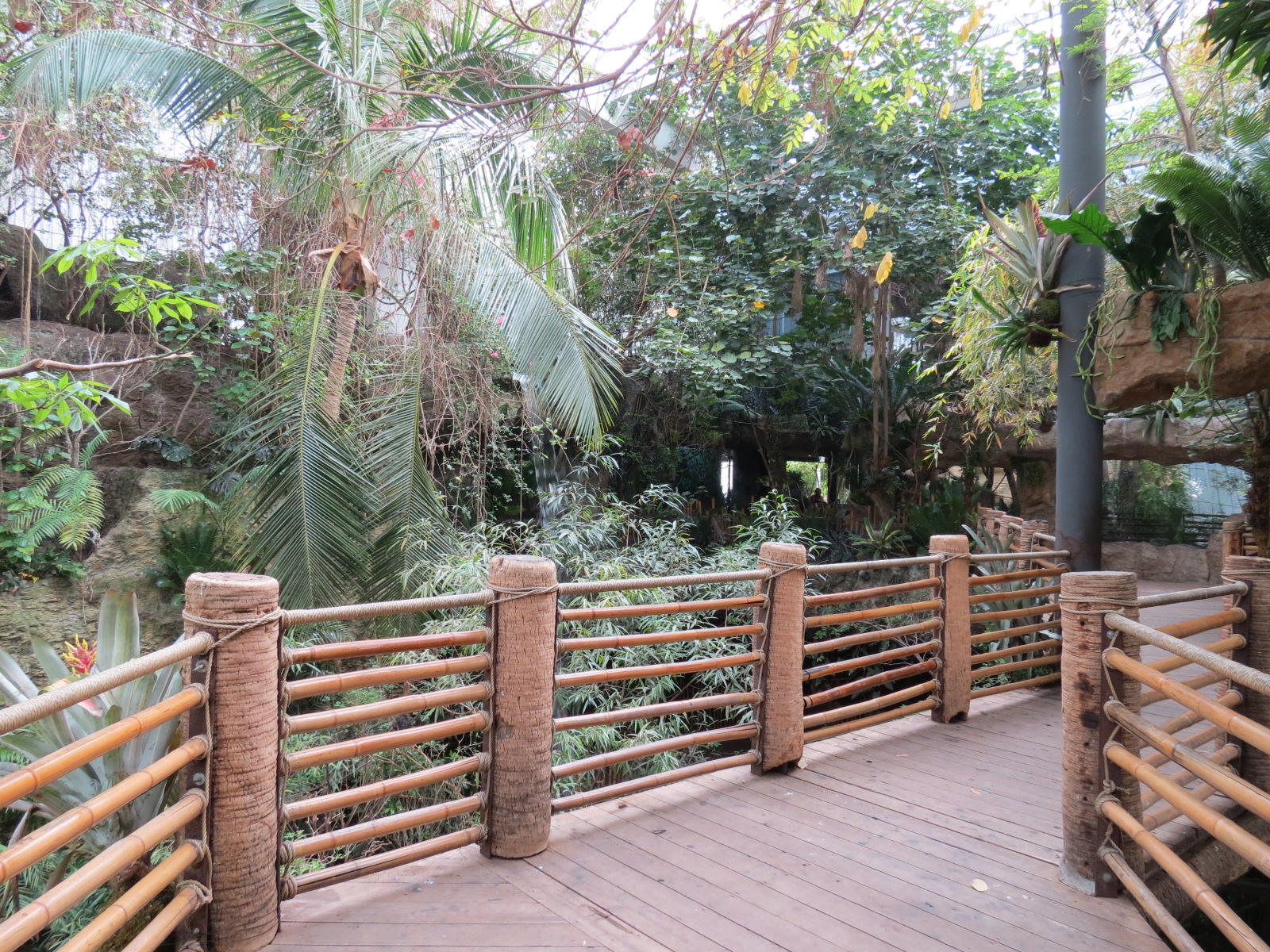 Orinoco Rainforest - Canopy Level Path