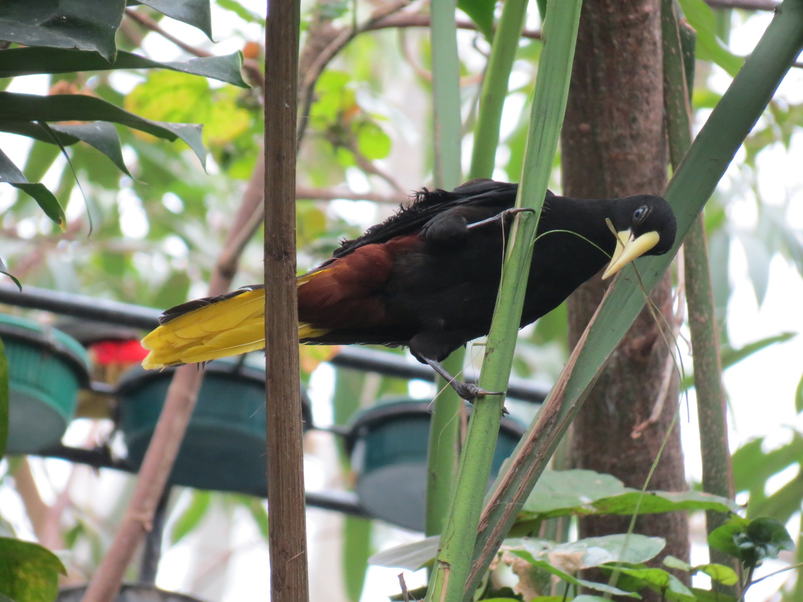 Orinoco Rainforest - Canopy Level View - Crested Oropendola