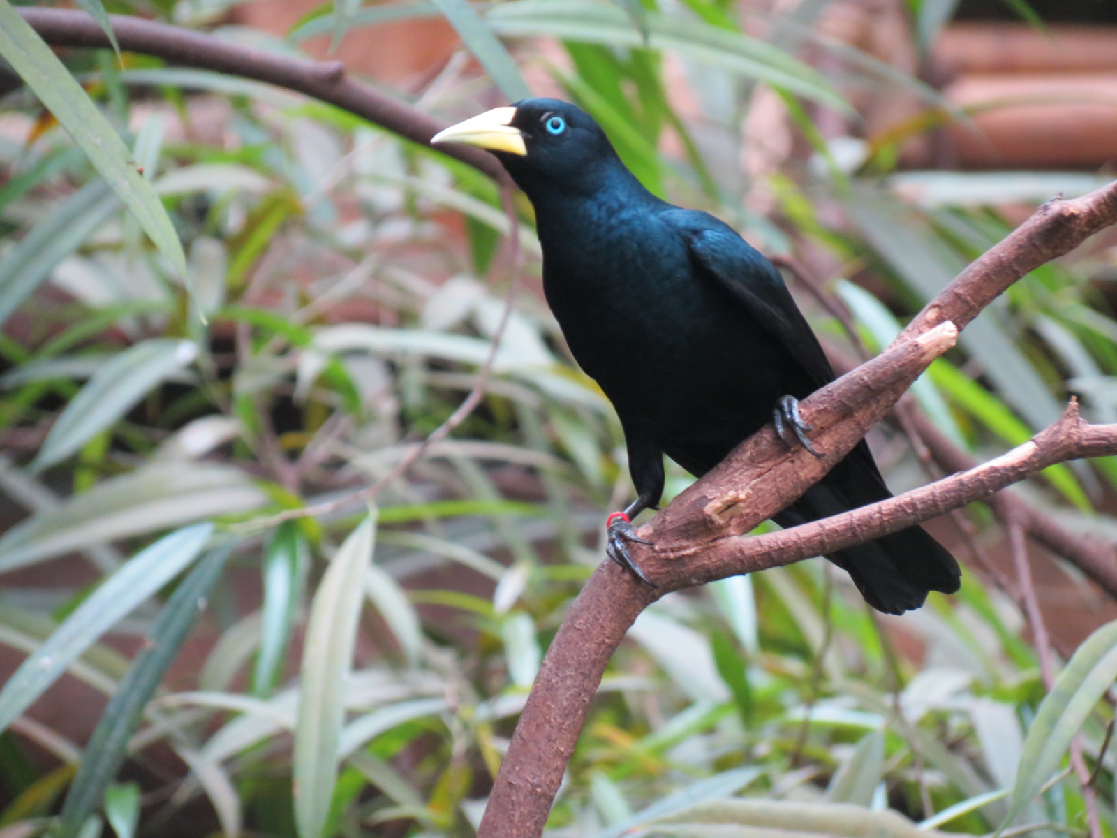 Orinoco Rainforest - Canopy Level View - Crested Oropendola