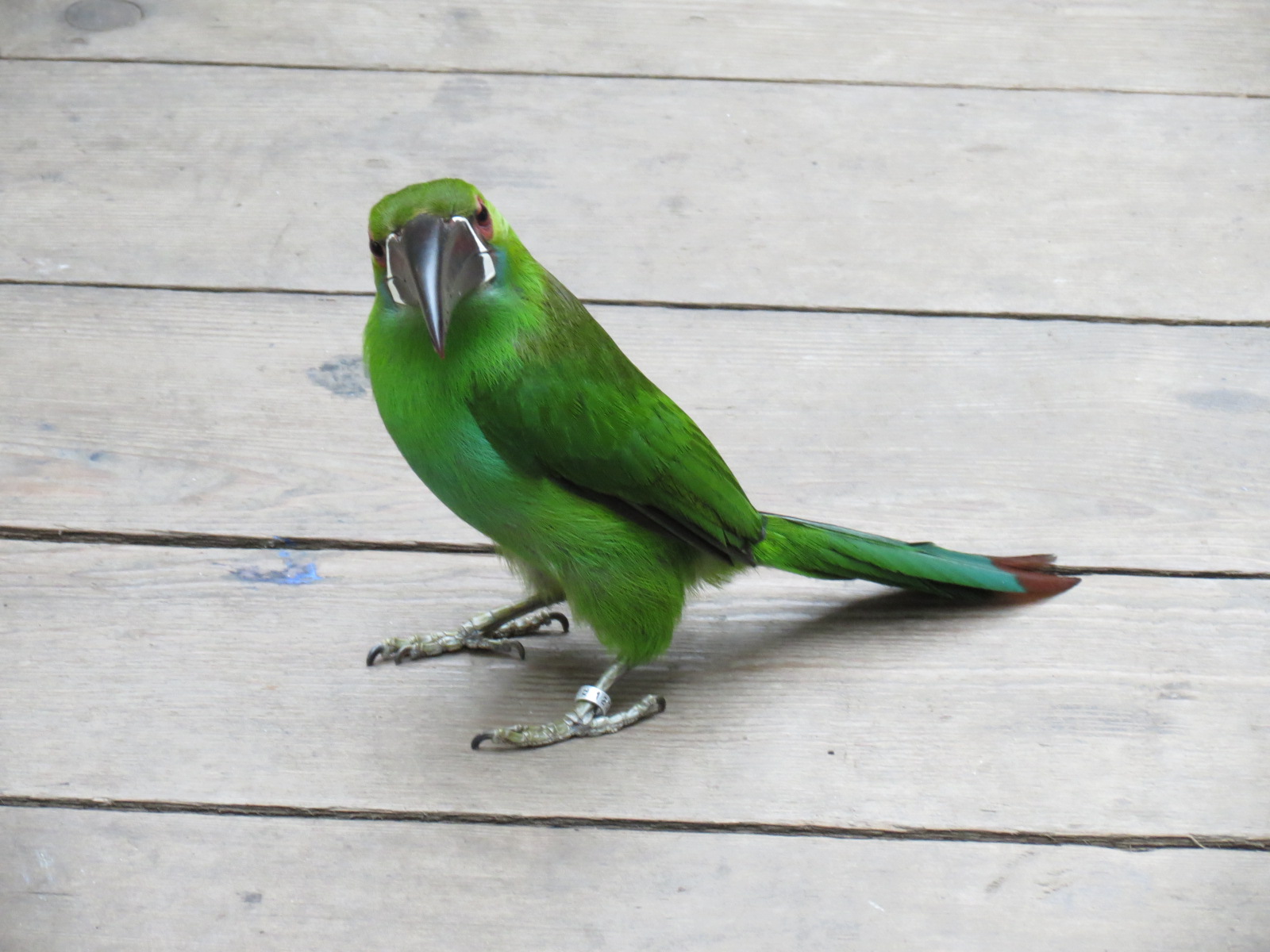 Orinoco Rainforest - Canopy Level View - Crimson-rumped Toucanet