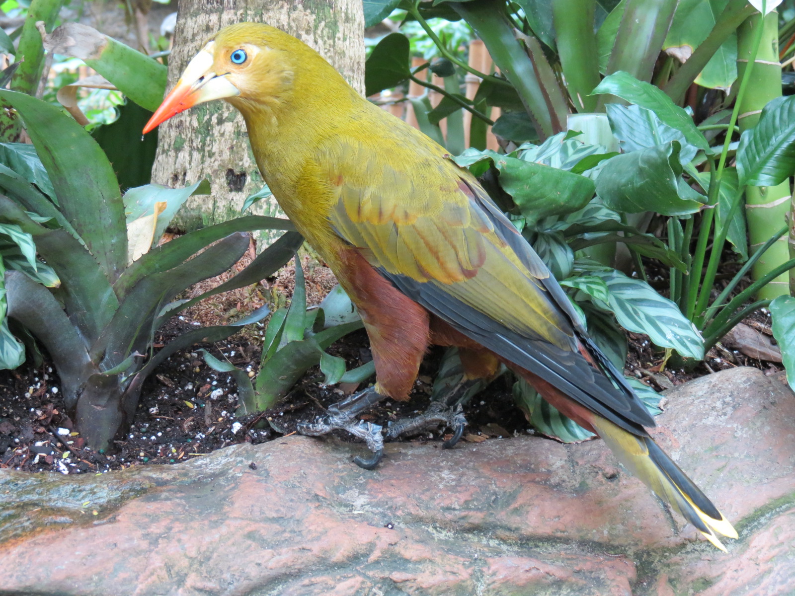 Orinoco Rainforest - Canopy Level View - Green Oropendola