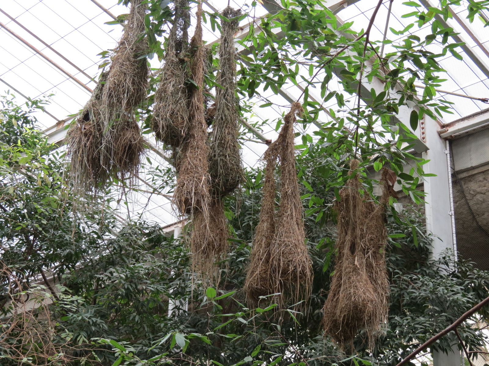 Orinoco Rainforest - Canopy Level View - Oropendola Nests