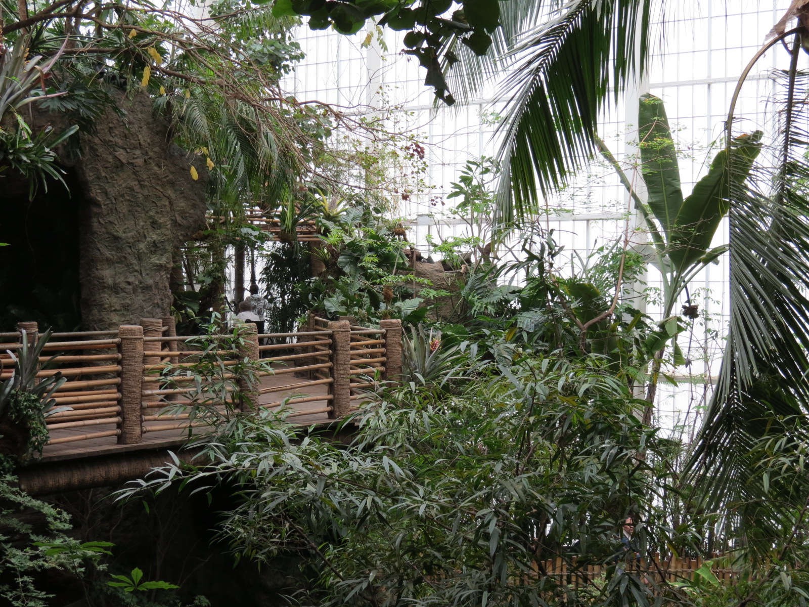 Orinoco Rainforest - Canopy Level View
