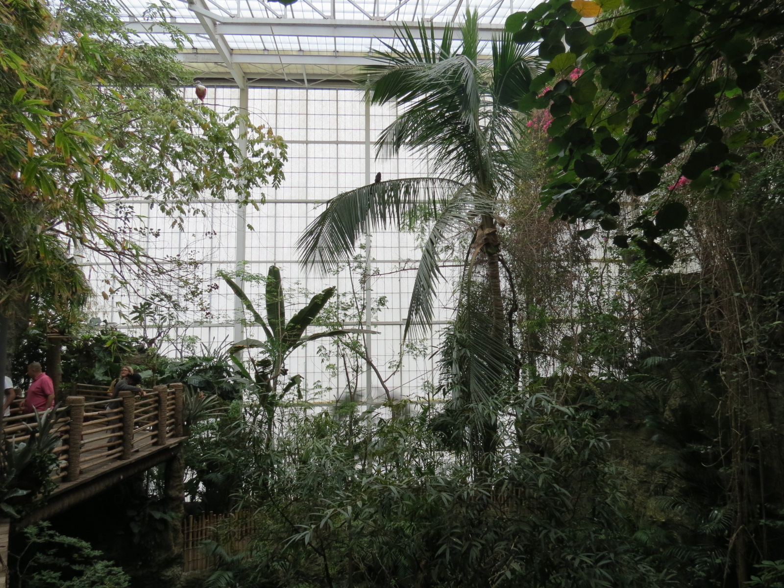 Orinoco Rainforest - Canopy Level View