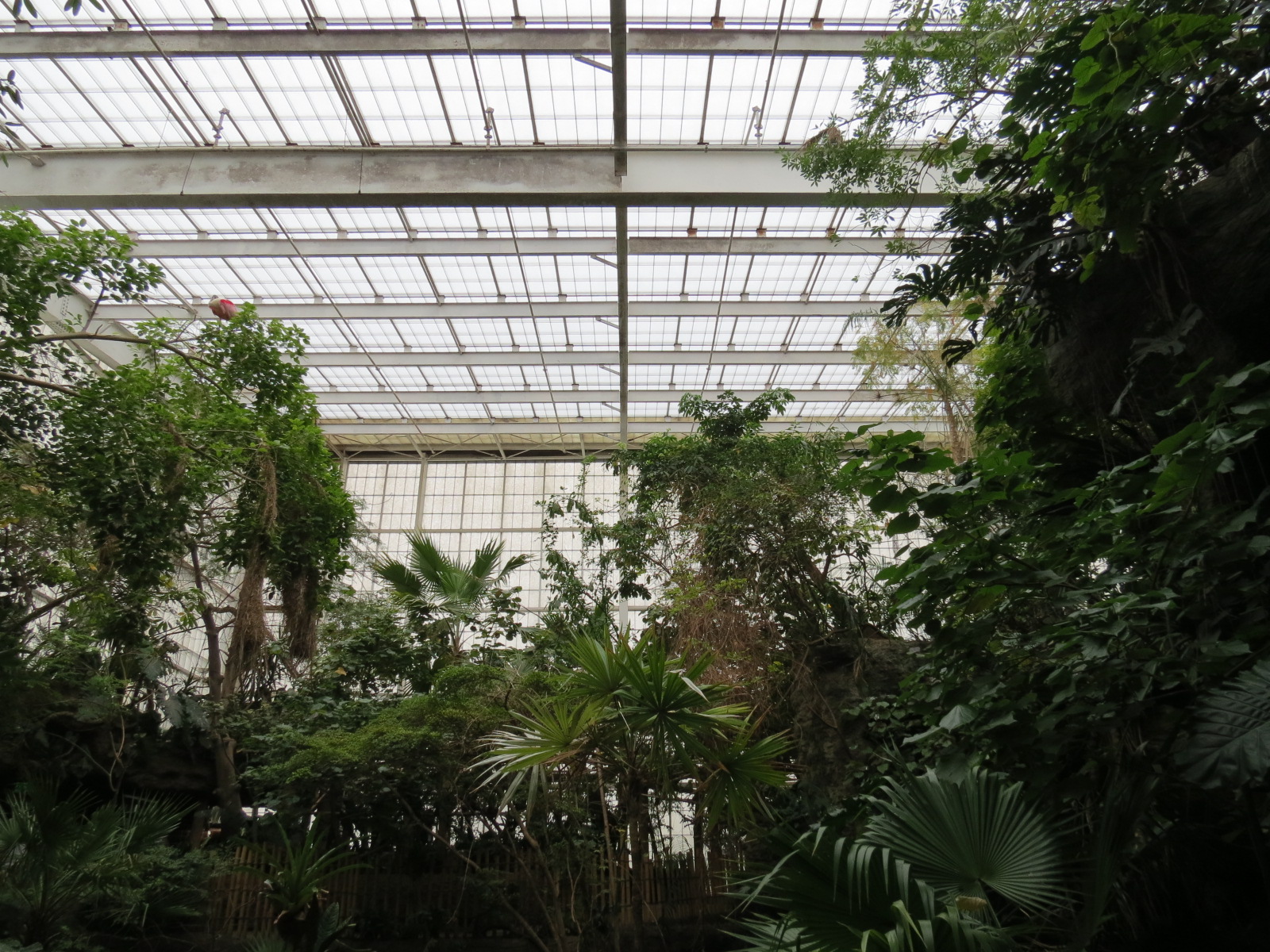 Orinoco Rainforest - Canopy Level View