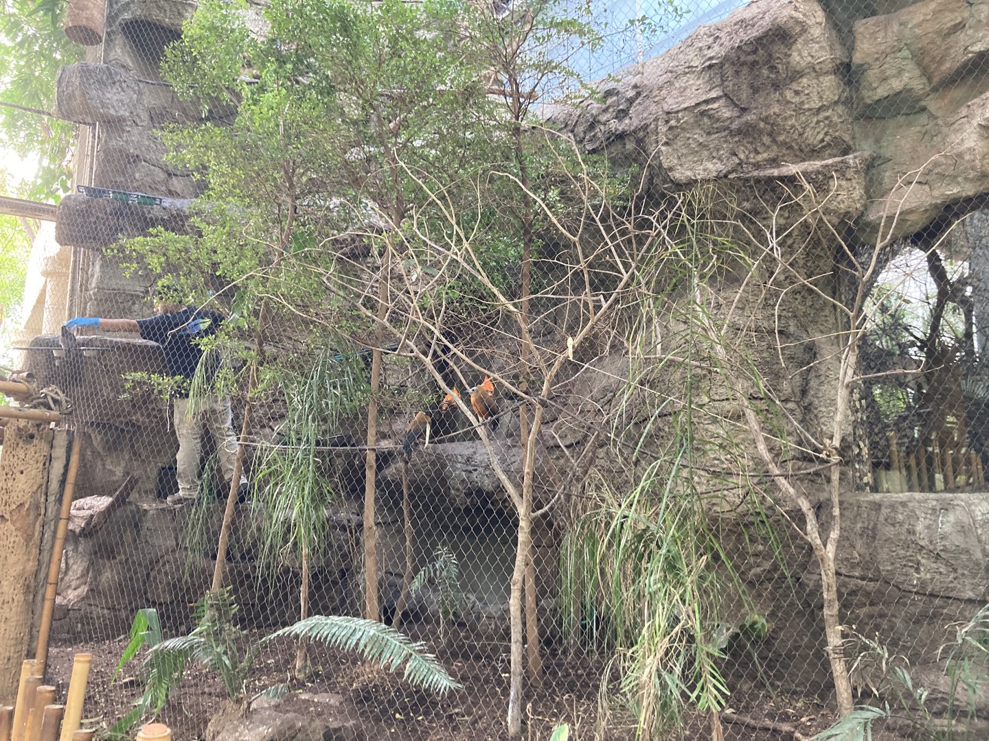 Orinoco Rainforest - Cotinga Corner