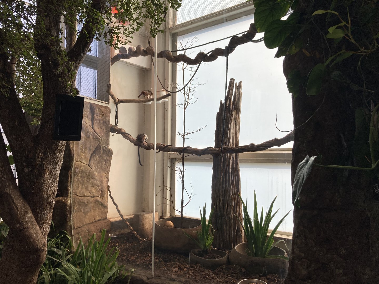 Orinoco Rainforest - Cotton-Topped Tamarin/Black-Breasted Wood Quail