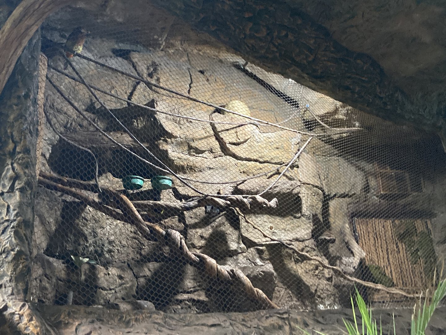 Orinoco Rainforest - Crimson-Rumped Aracari/Spot-Billed Toucanet Exhibit
