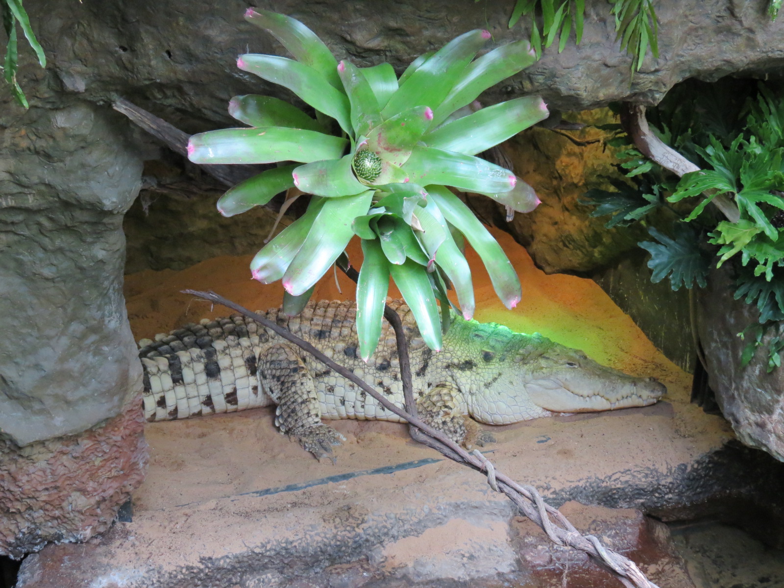 Orinoco Rainforest - Crocodile Cove - Orinoco Crocodile