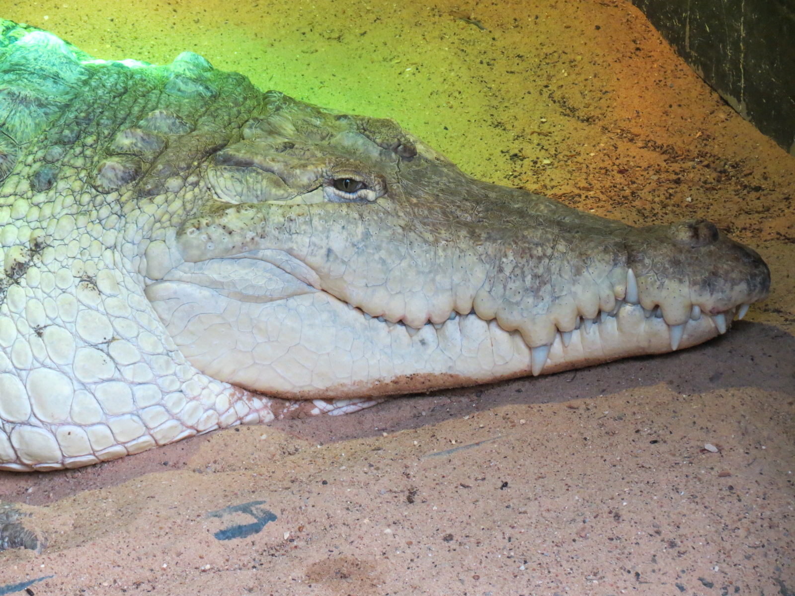 Orinoco Rainforest - Crocodile Cove - Orinoco Crocodile