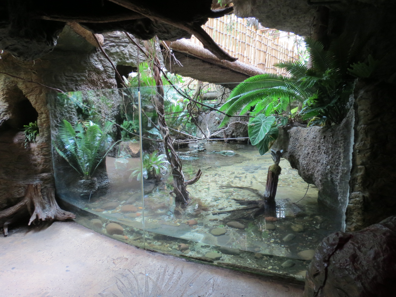 Orinoco Rainforest - Crocodile Cove