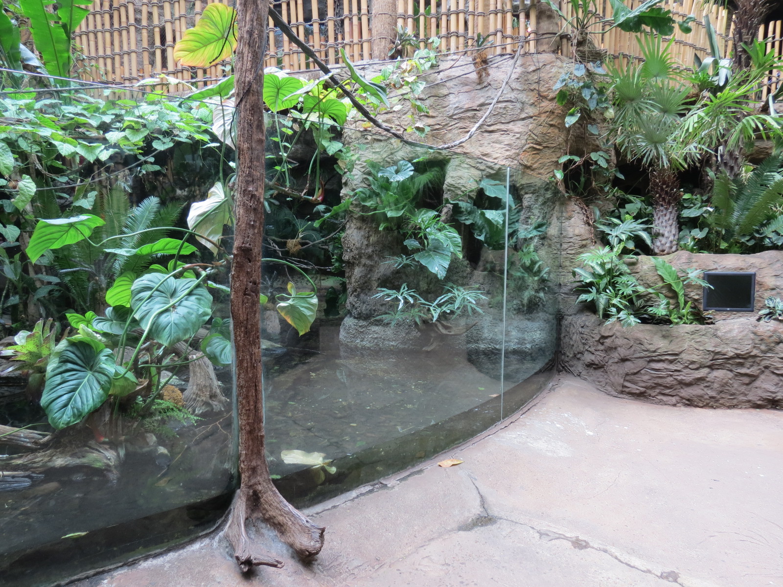 Orinoco Rainforest - Crocodile Cove