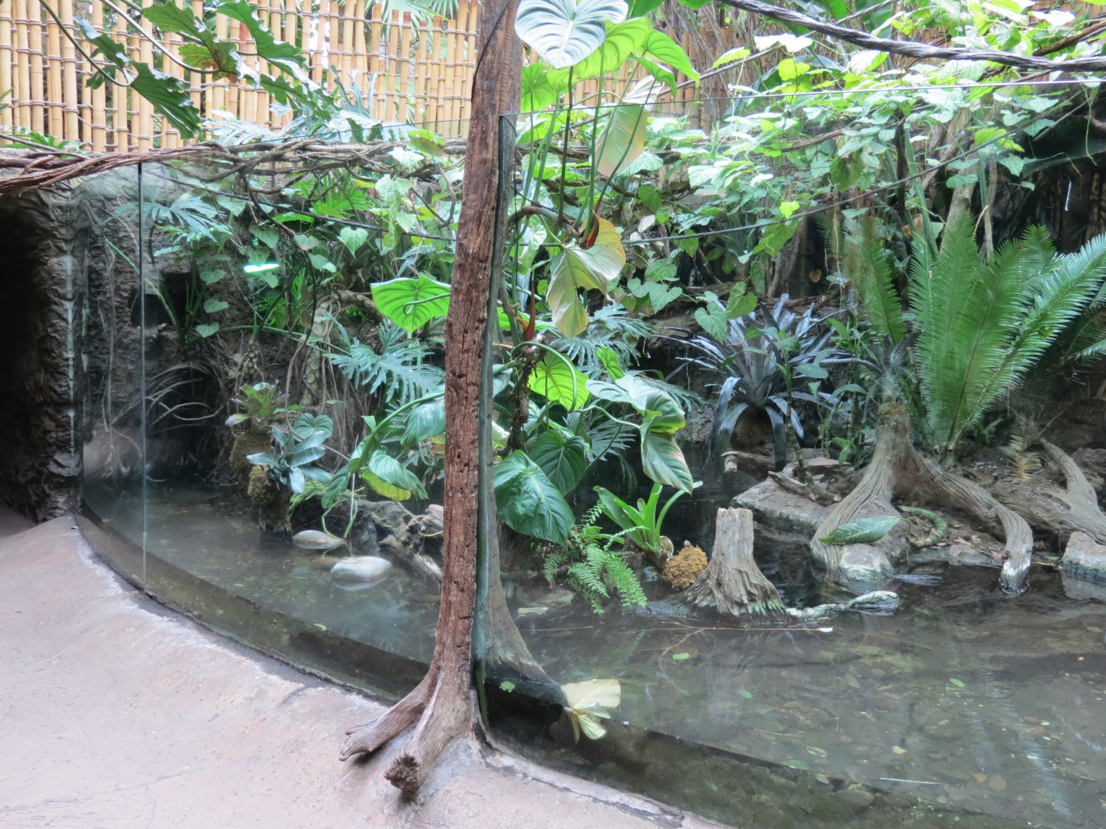 Orinoco Rainforest - Crocodile Cove