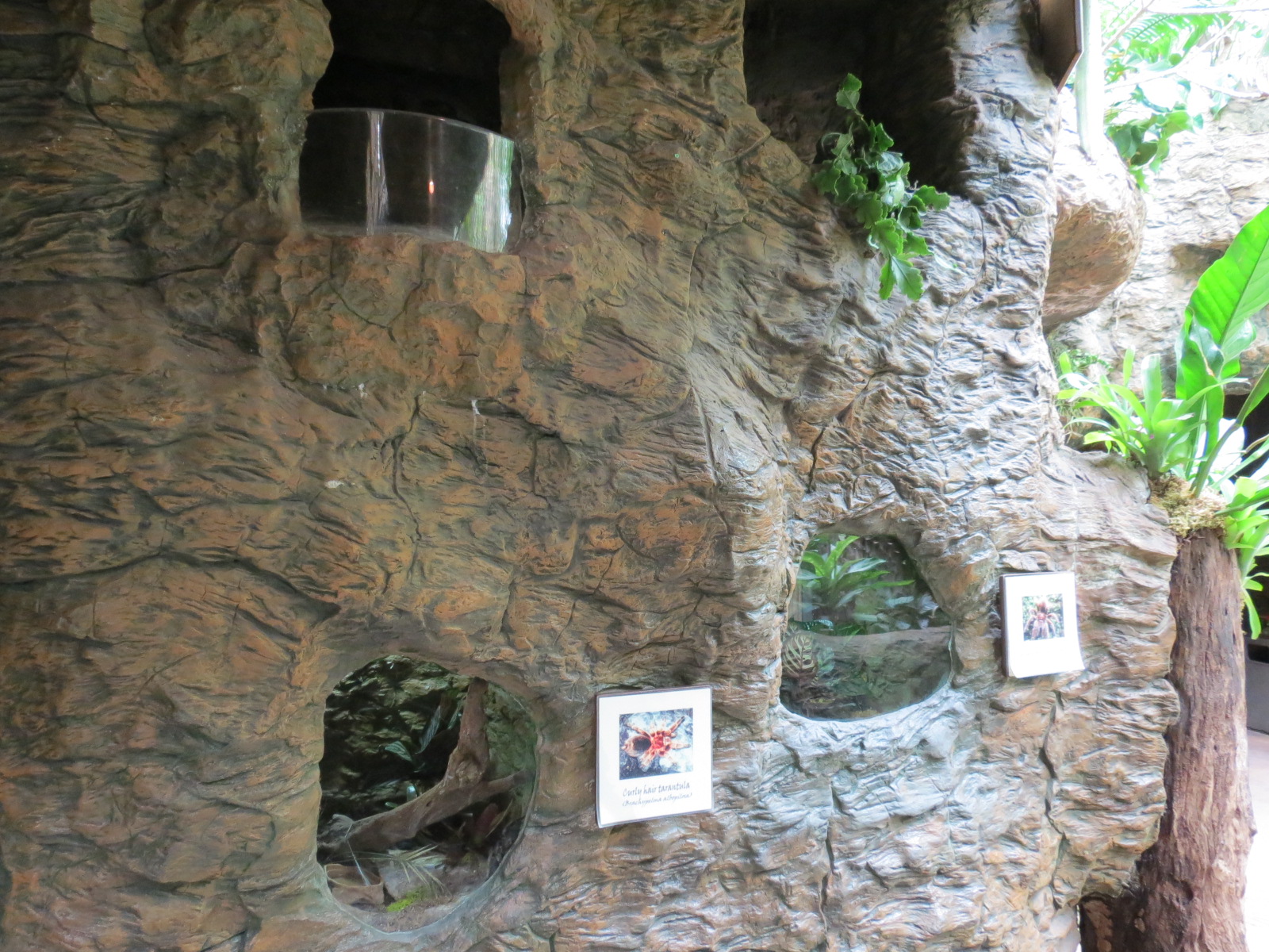 Orinoco Rainforest - Curly Hair Tarantula and Goliath Bird-eating Spider Ex