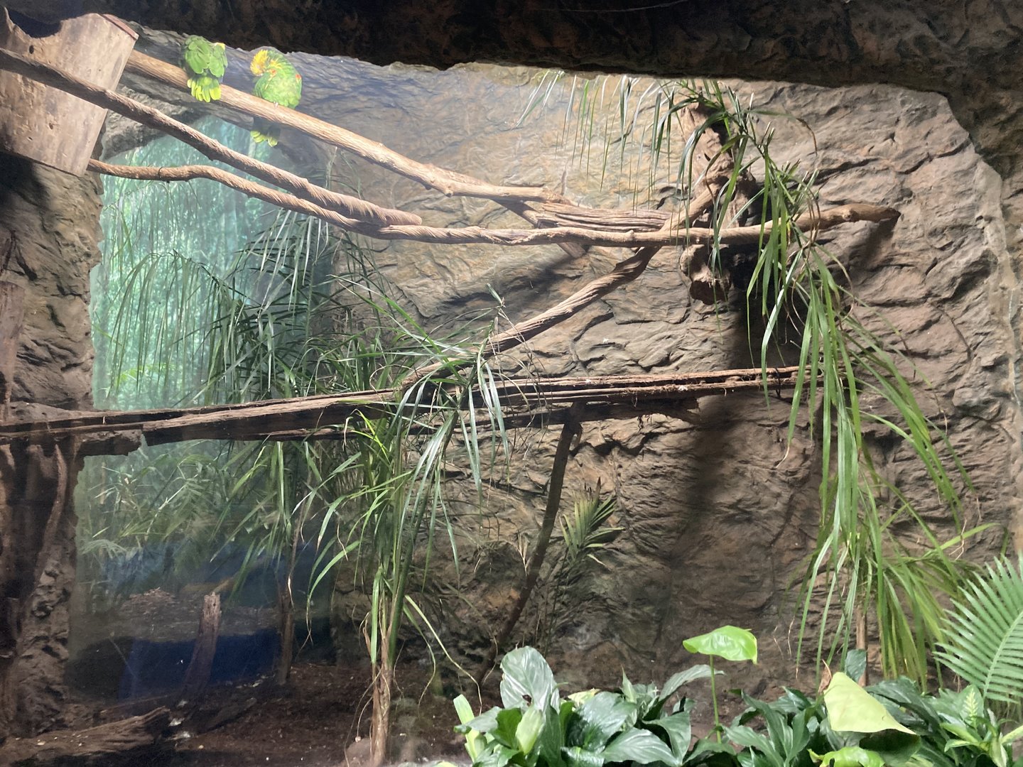 Orinoco Rainforest - Double Yellow-Headed Amazon Aviary