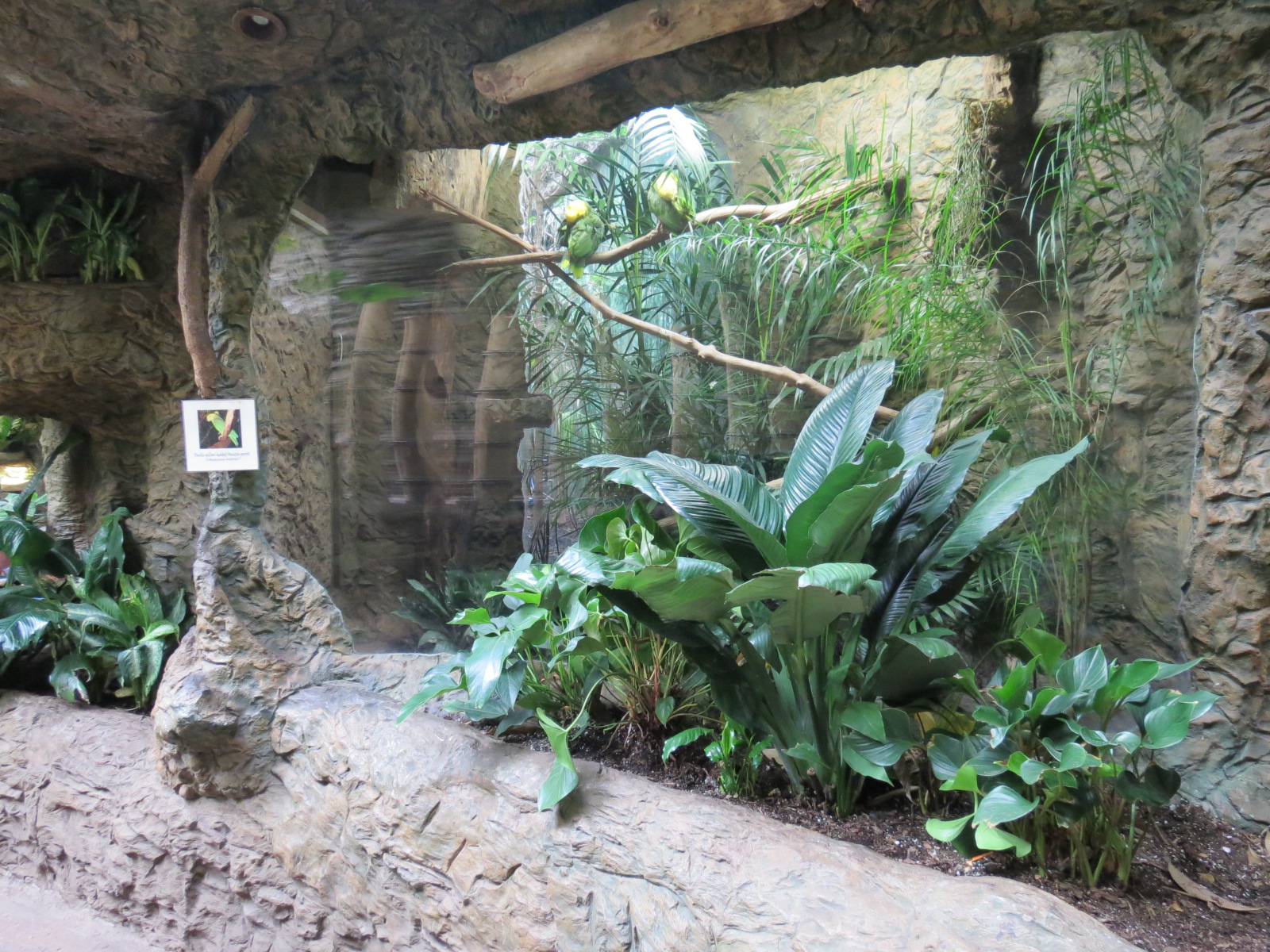 Orinoco Rainforest - Double Yellow-headed Amazon Parrot Exhibit