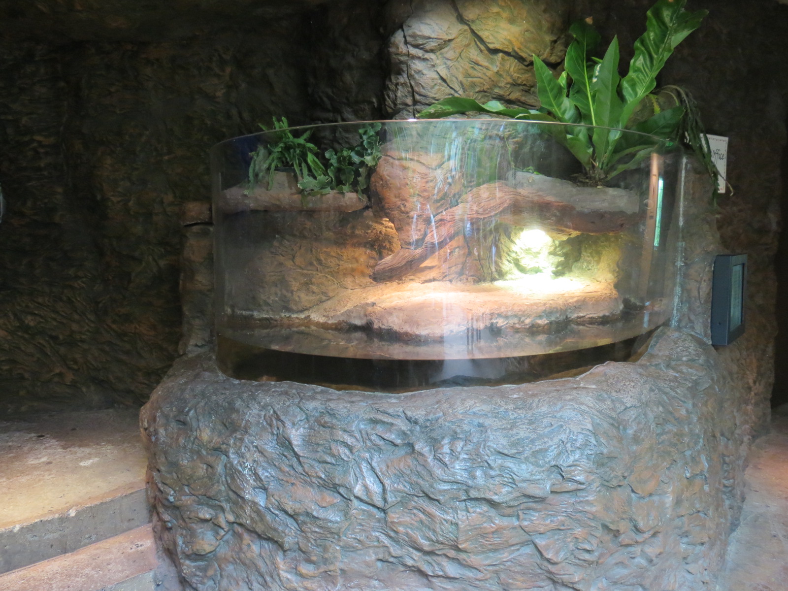 Orinoco Rainforest - Dwarf Caiman Exhibit