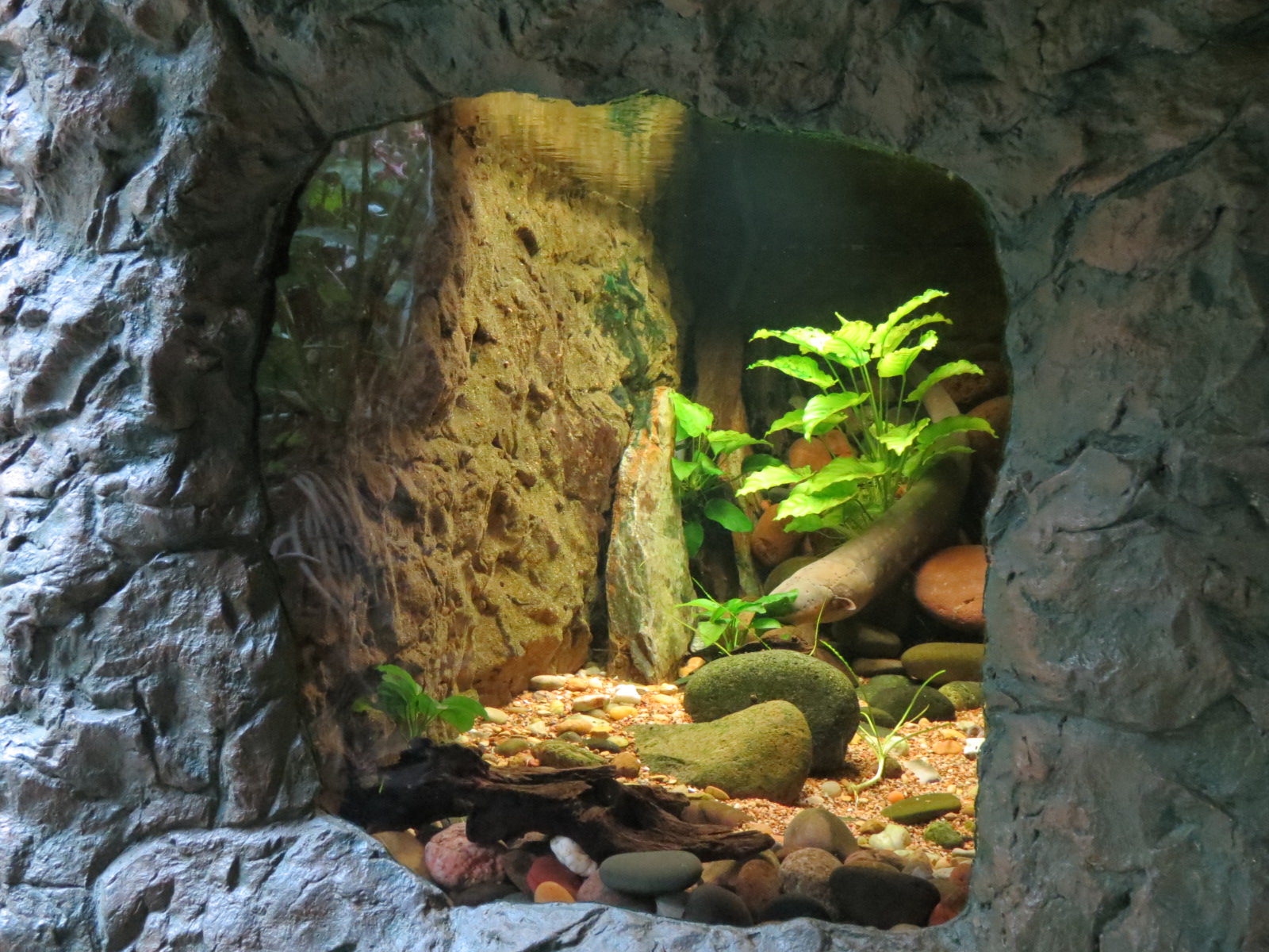 Orinoco Rainforest - Electric Eel Exhibit