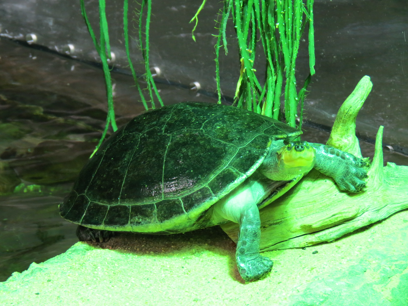 Orinoco Rainforest - Flooded Forest Exhibit - Yellow-spotted Amazon River T
