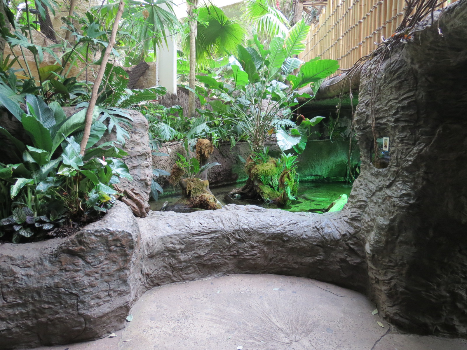 Orinoco Rainforest - Flooded Forest Exhibit