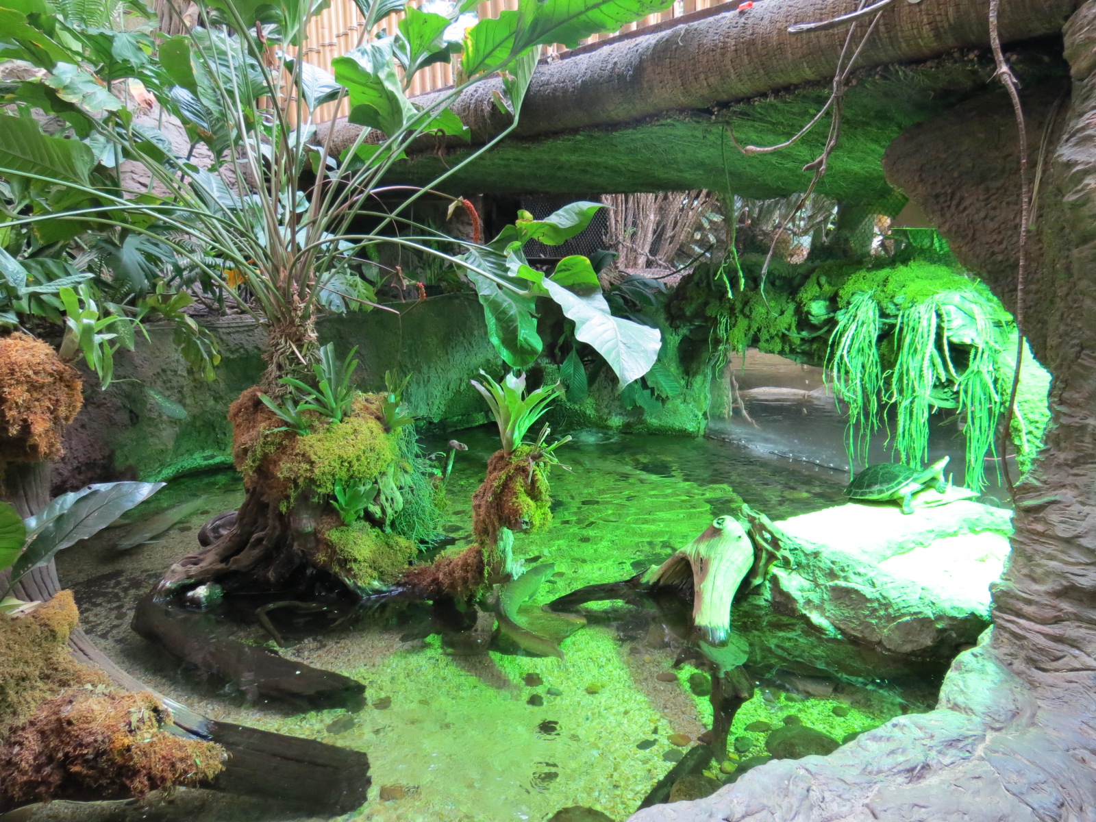 Orinoco Rainforest - Flooded Forest Exhibit
