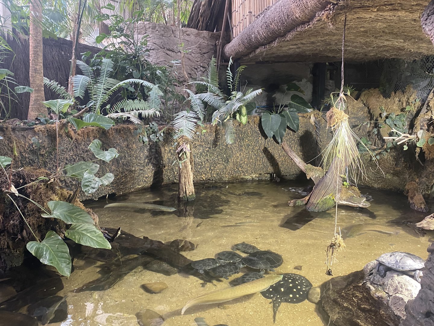 Orinoco Rainforest - Flooded Forest Tank