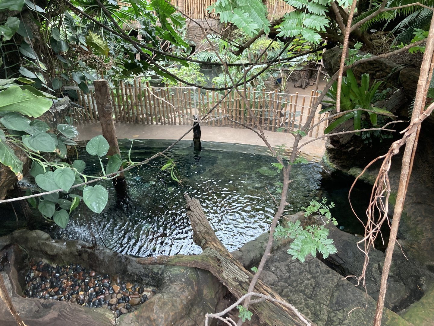 Orinoco Rainforest - Giant Otter Exhibit