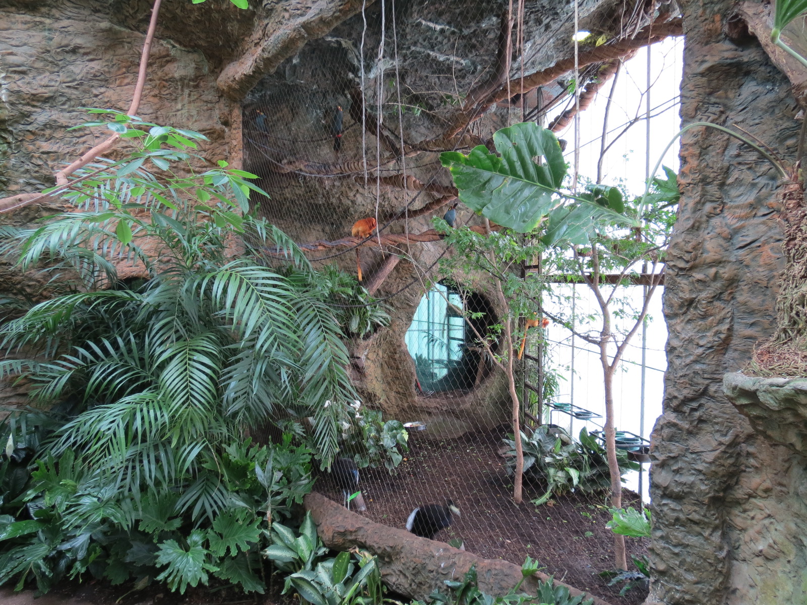 Orinoco Rainforest - Golden Lion Tamarin and Others Exhibit