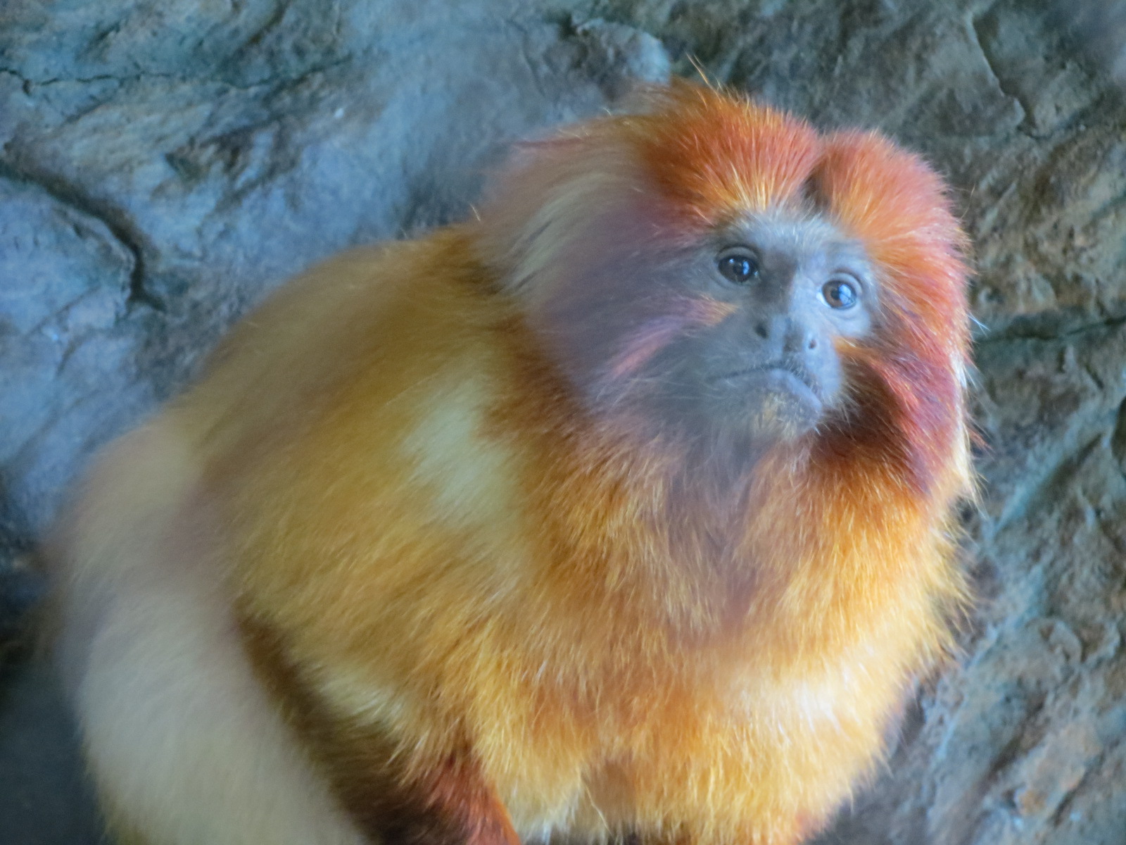 Orinoco Rainforest - Golden Lion Tamarin and Others Exhibit