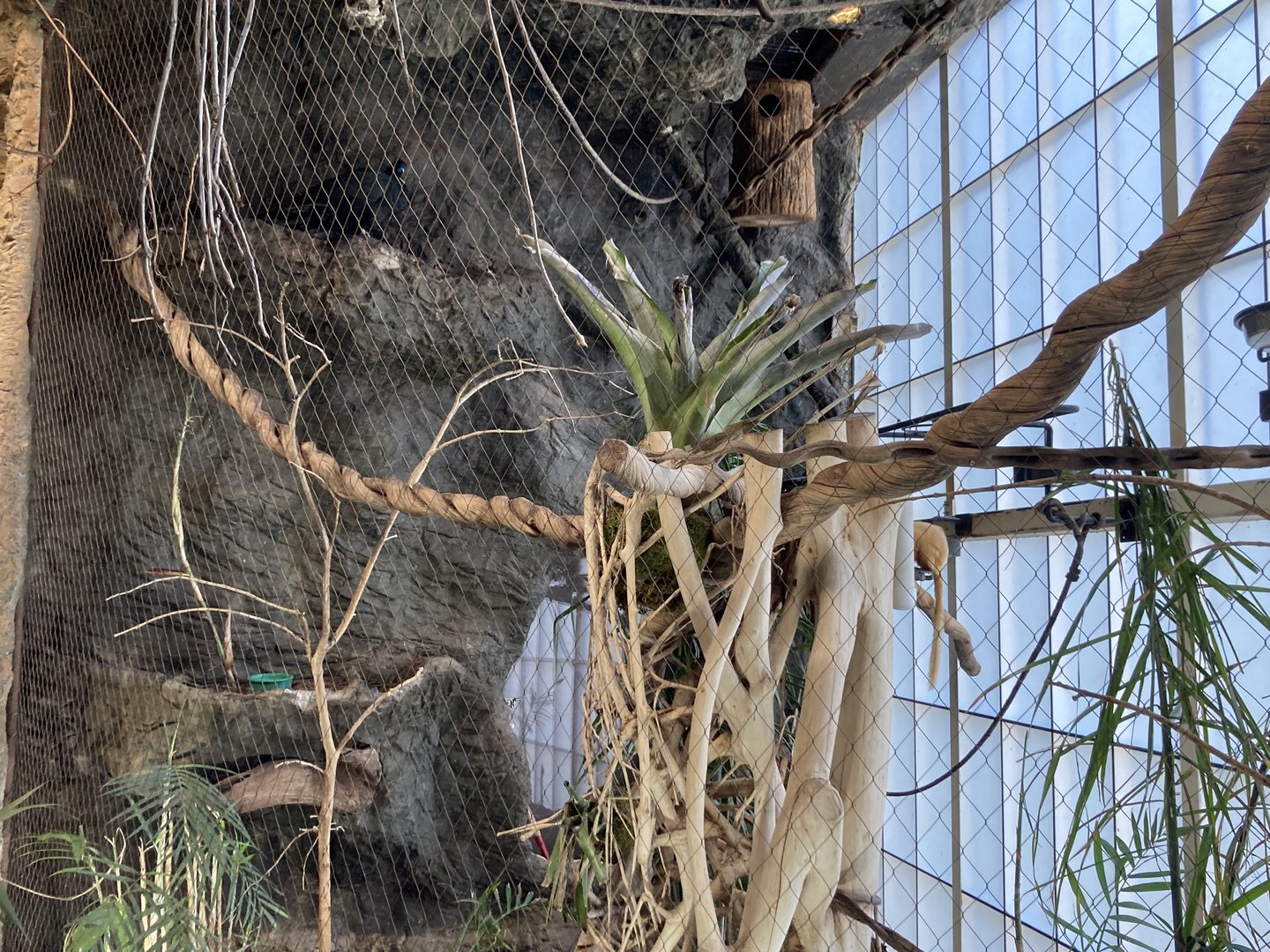 Orinoco Rainforest - Golden Lion Tamarin/Wattled Guan/Red-Breasted Toucan Exhibit