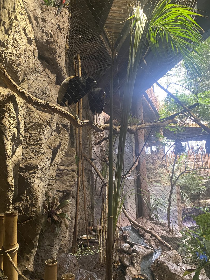 Orinoco Rainforest - Gray-Winged Trumpeter/Black-Necked Aracari/Toco Toucan/Black-Bellied Whistling Duck Exhibit