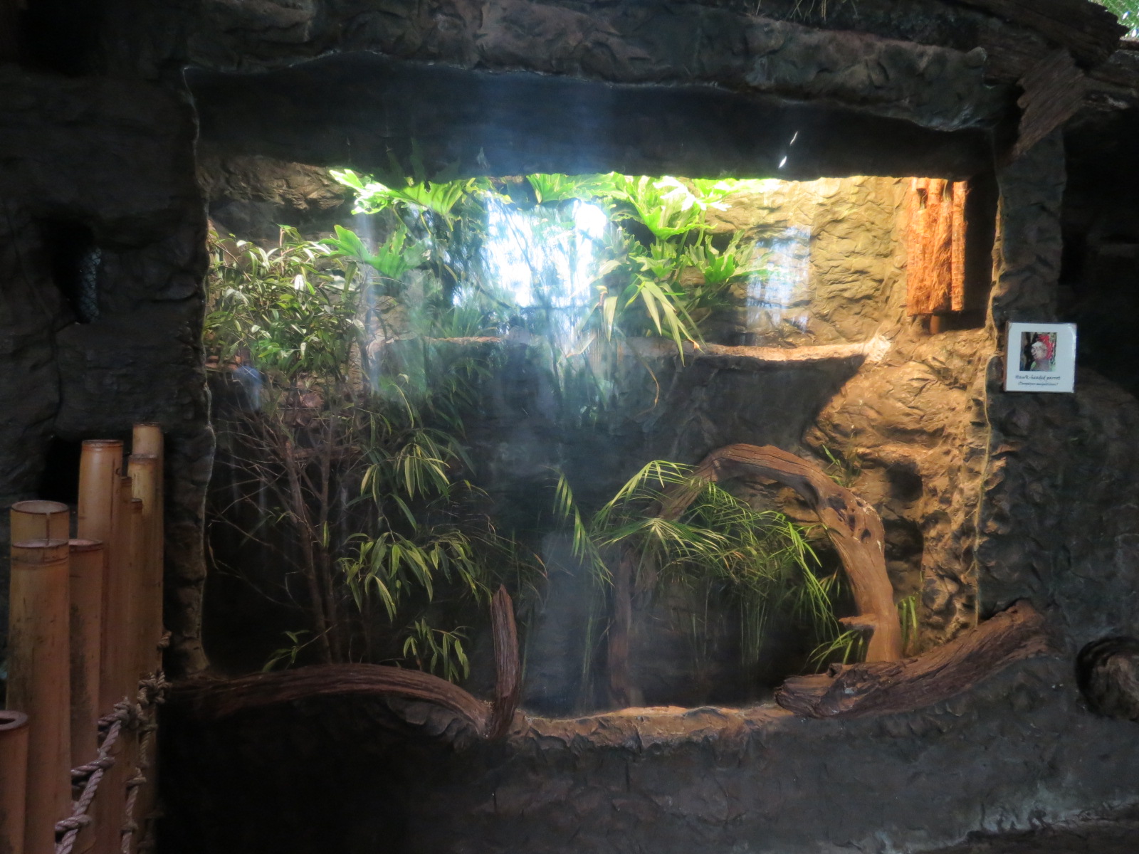 Orinoco Rainforest - Hawk-headed Parrot Exhibit