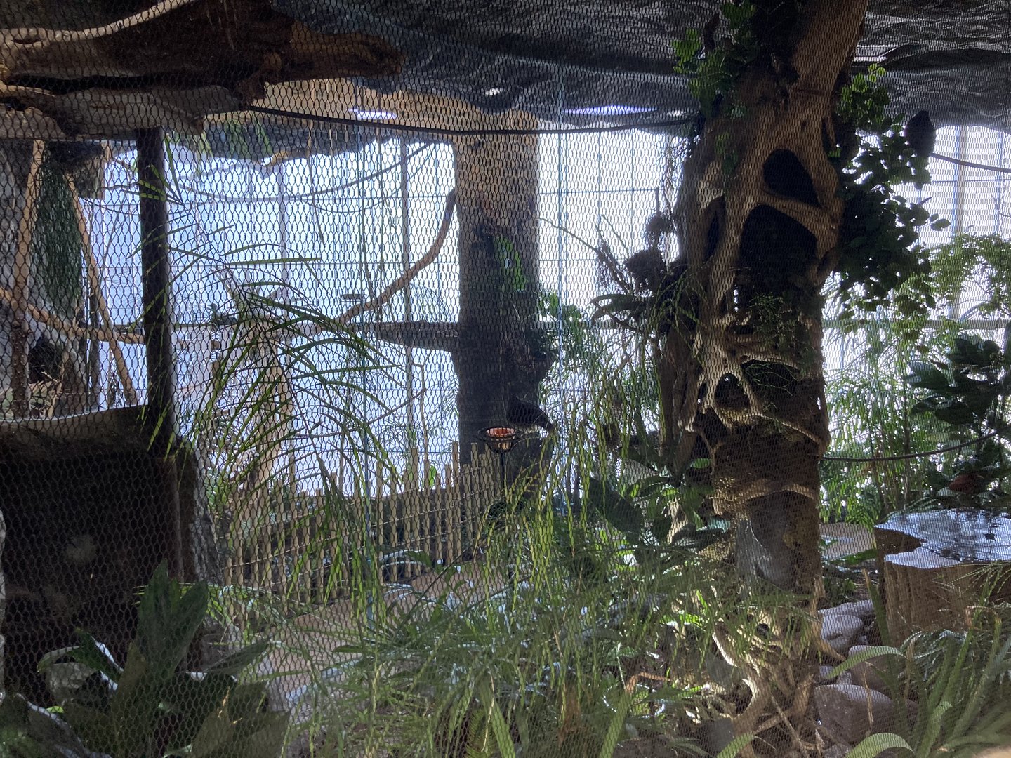Orinoco Rainforest - Hidden Treasures Aviary