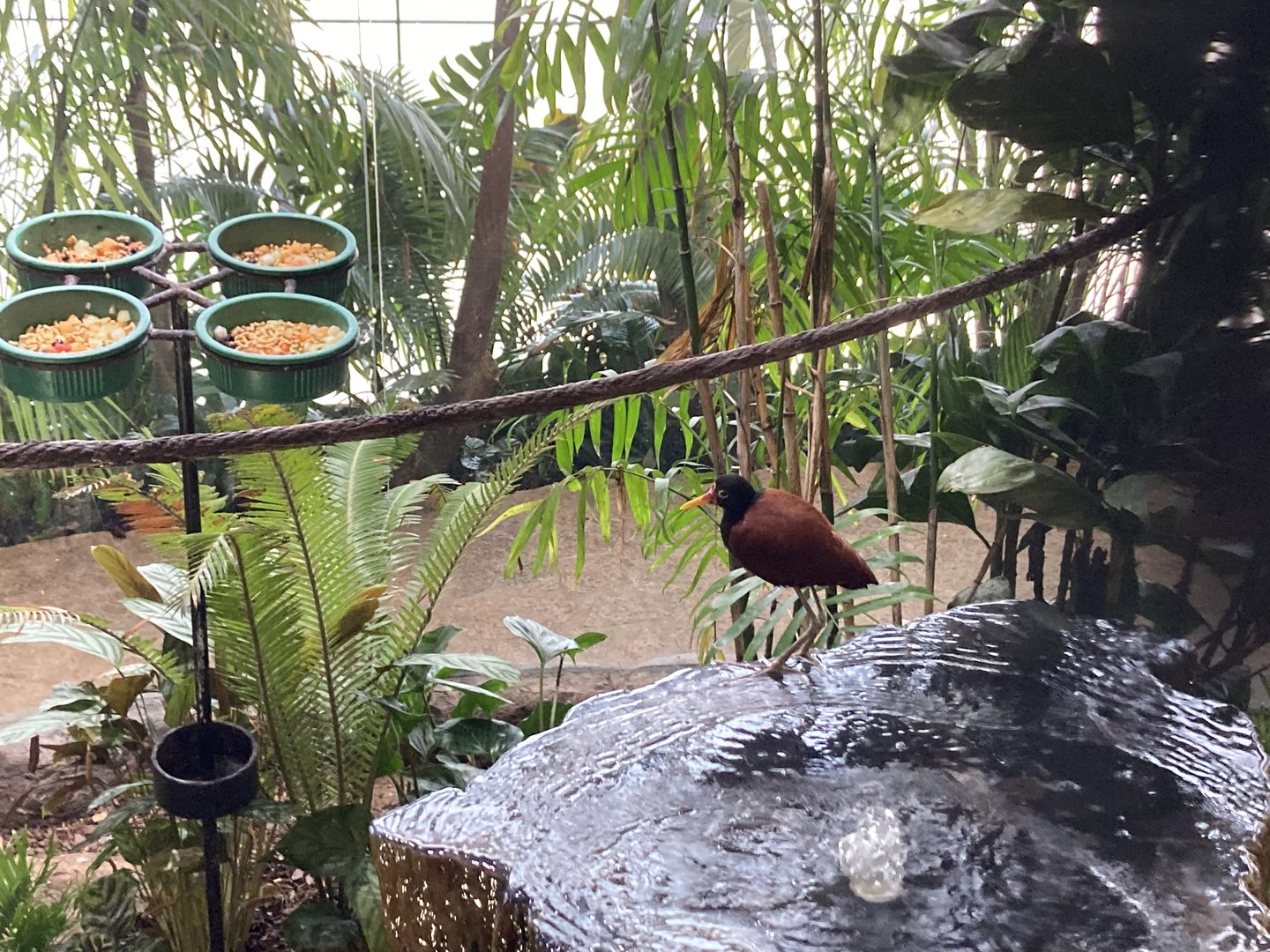 Orinoco Rainforest - Hidden Treasures Aviary