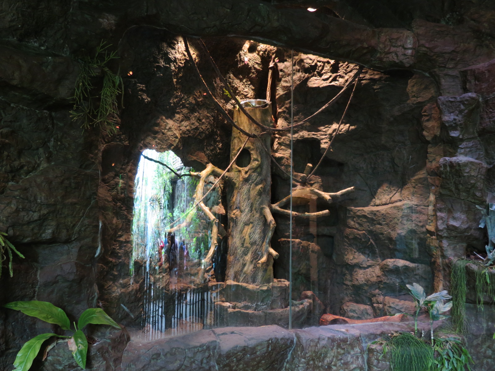 Orinoco Rainforest - Hoffman's Two-toed Sloth and Other Exhibit