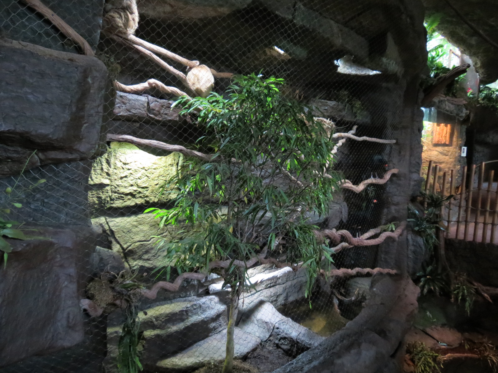 Orinoco Rainforest - Hoffman's Two-toed Sloth and Red-billed Curassow Exhib