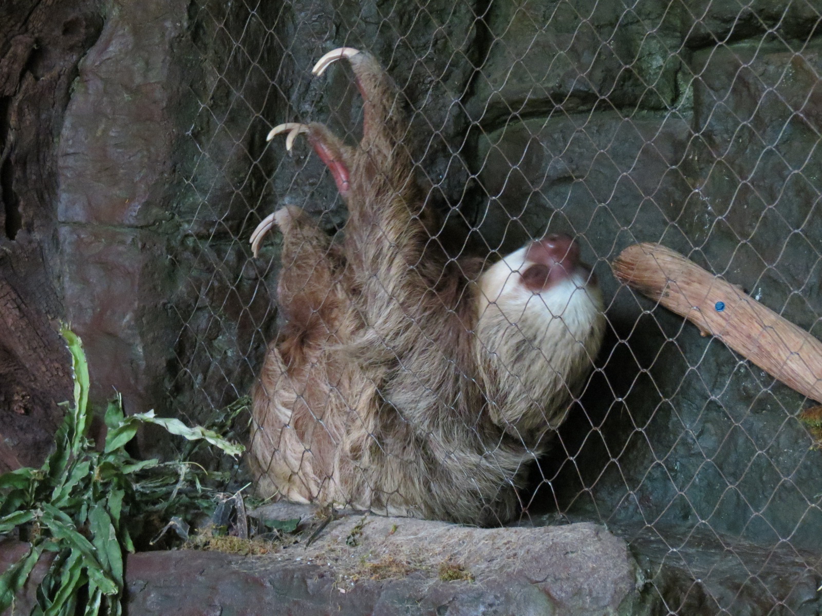 Orinoco Rainforest - Hoffman's Two-toed Sloth and Red-billed Curassow Exhib