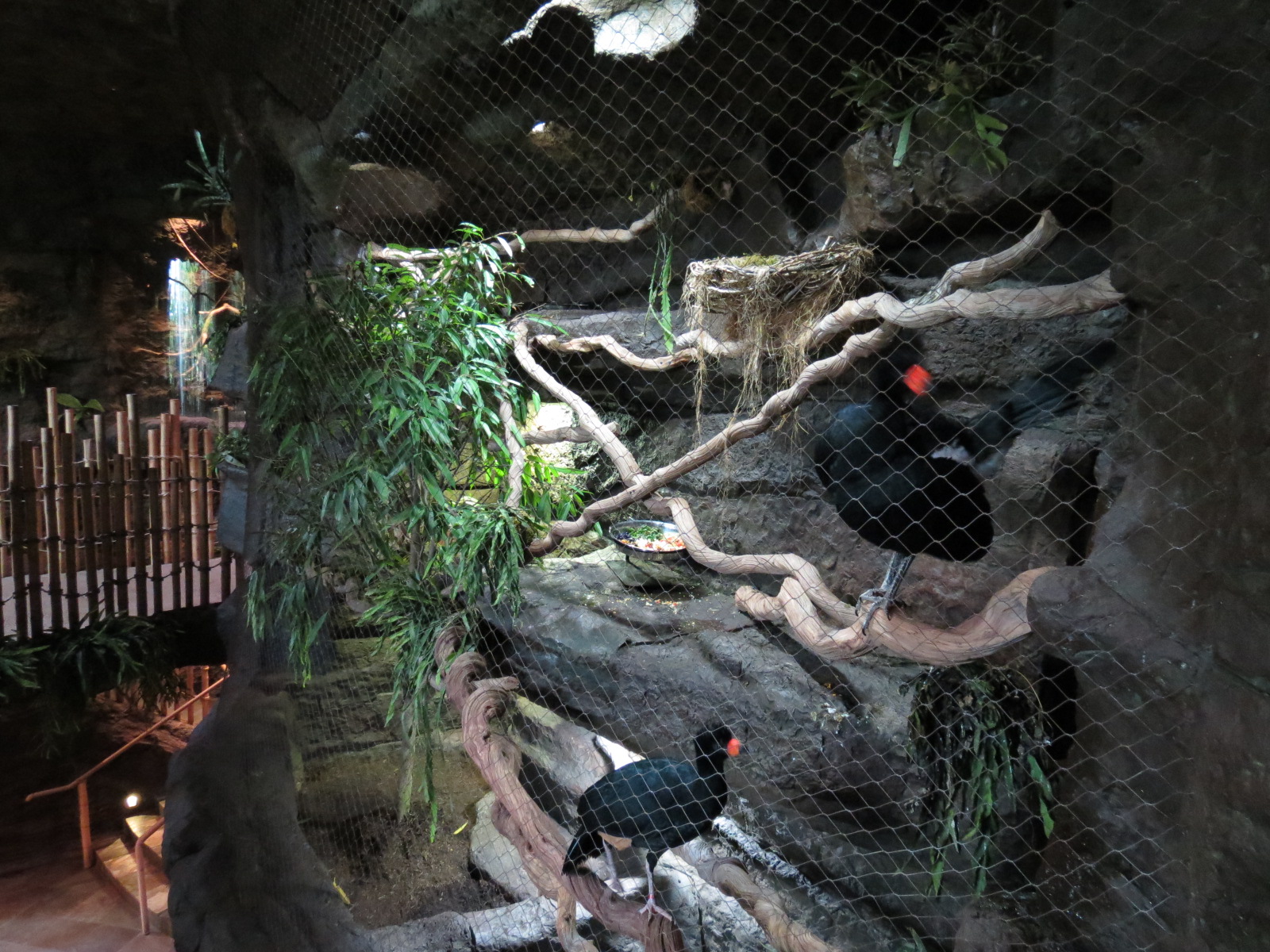 Orinoco Rainforest - Hoffman's Two-toed Sloth and Red-billed Curassow Exhib