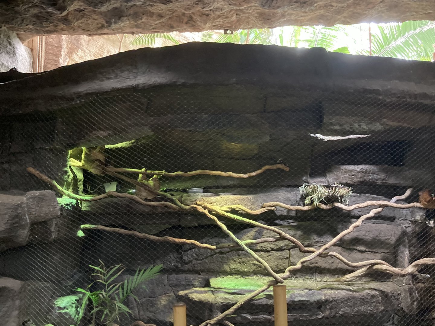 Orinoco Rainforest - Hoffman’s Two-Toed Sloth/Nocturnal Curassow Exhibit
