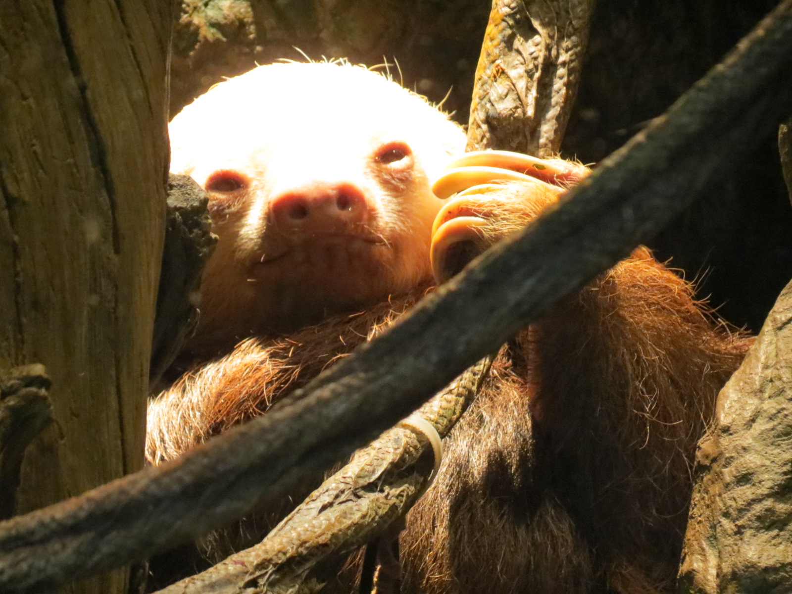Orinoco Rainforest - Hoffman's Two-toed Sloth