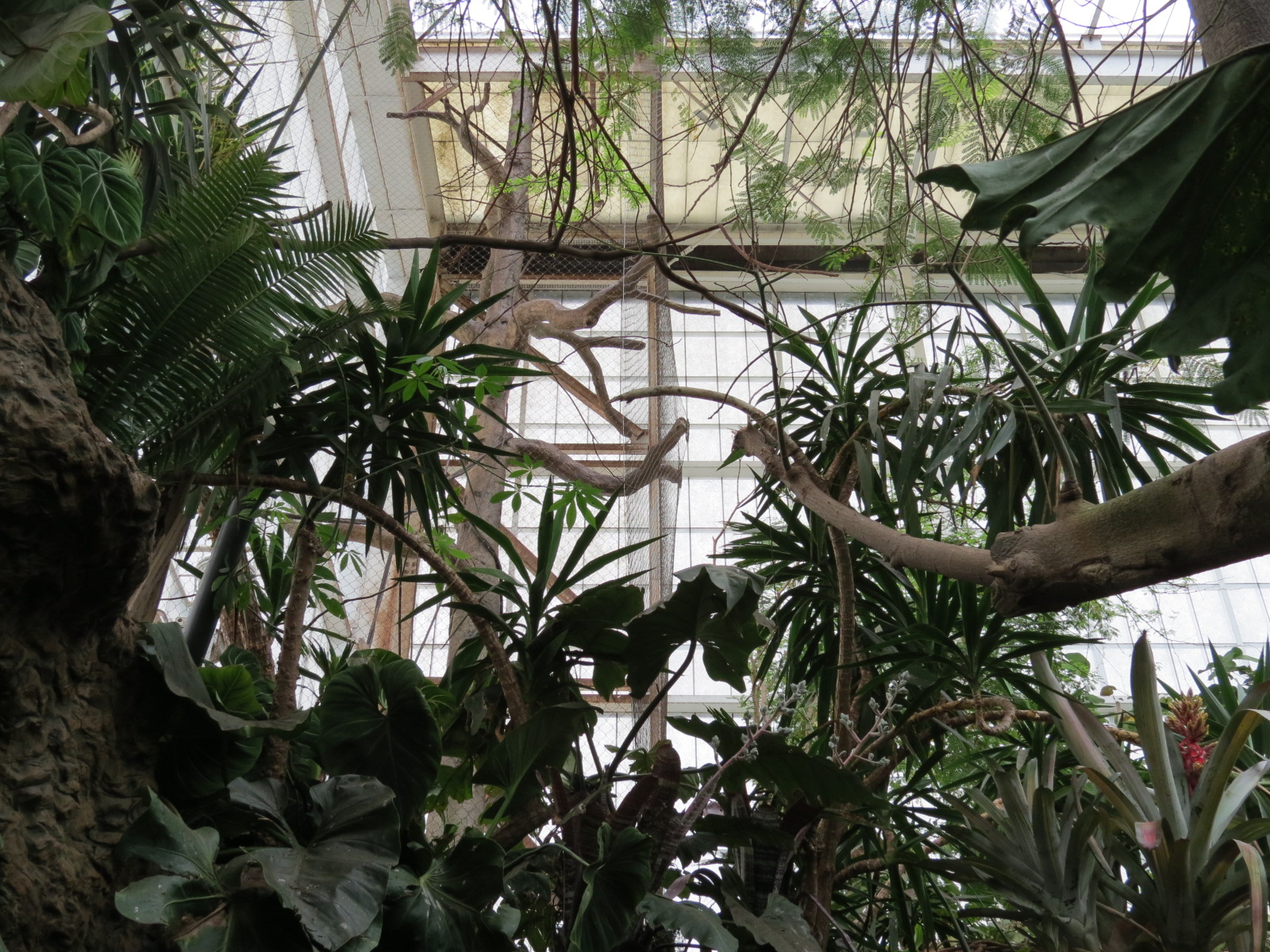 Orinoco Rainforest - Howler Heights Exhibit