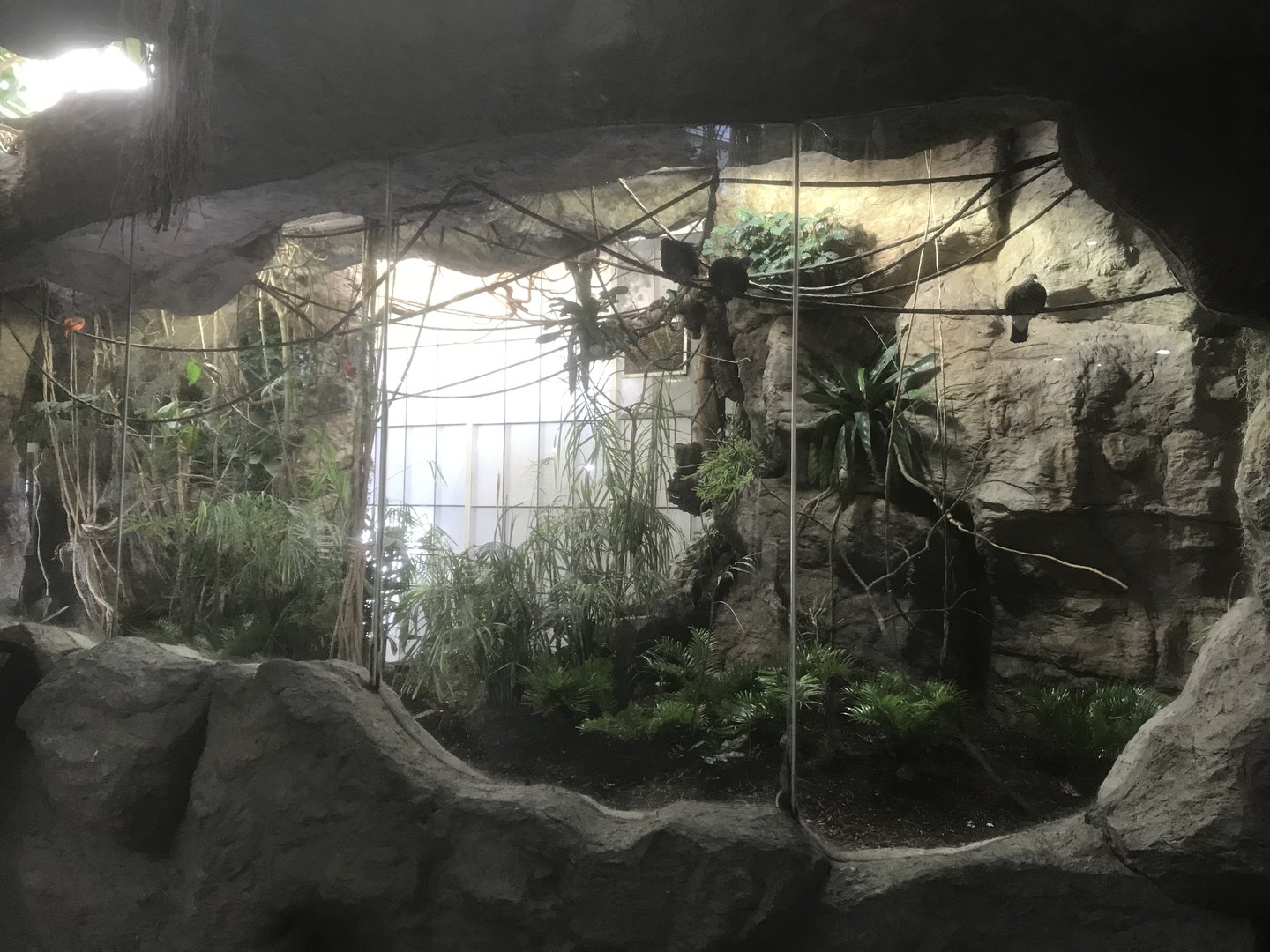 Orinoco Rainforest - Jungle Jewels Aviary