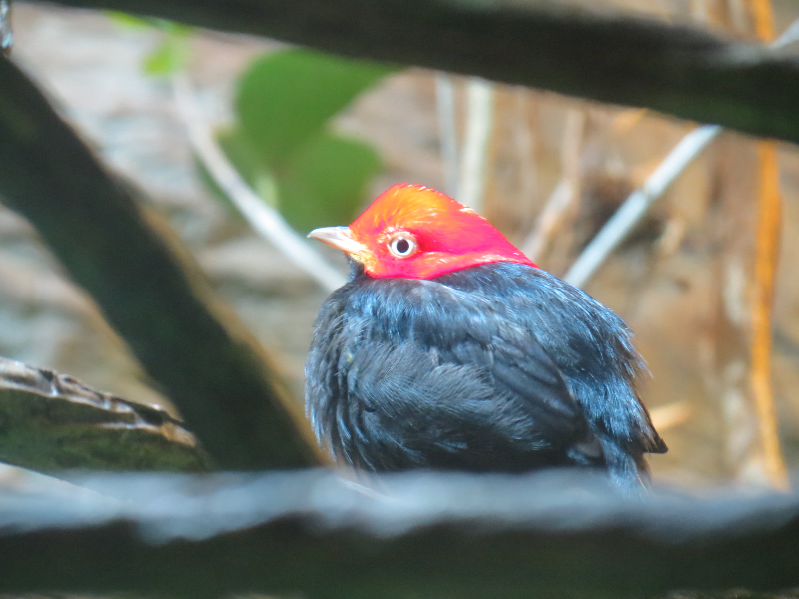 Orinoco Rainforest - Jungle Jewels Exhibit - Golden-headed Manakin