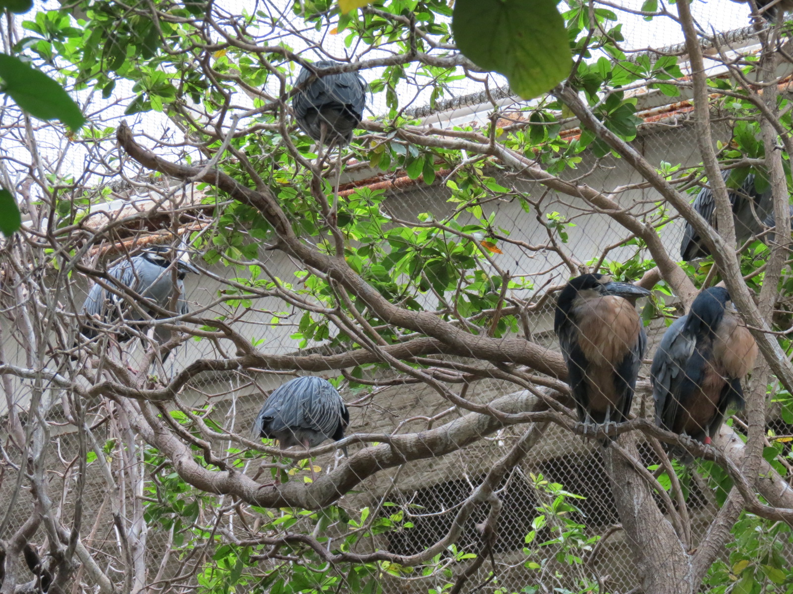 Orinoco Rainforest - Jungle Junction Exhibit - Boat-billed Heron and Yellow