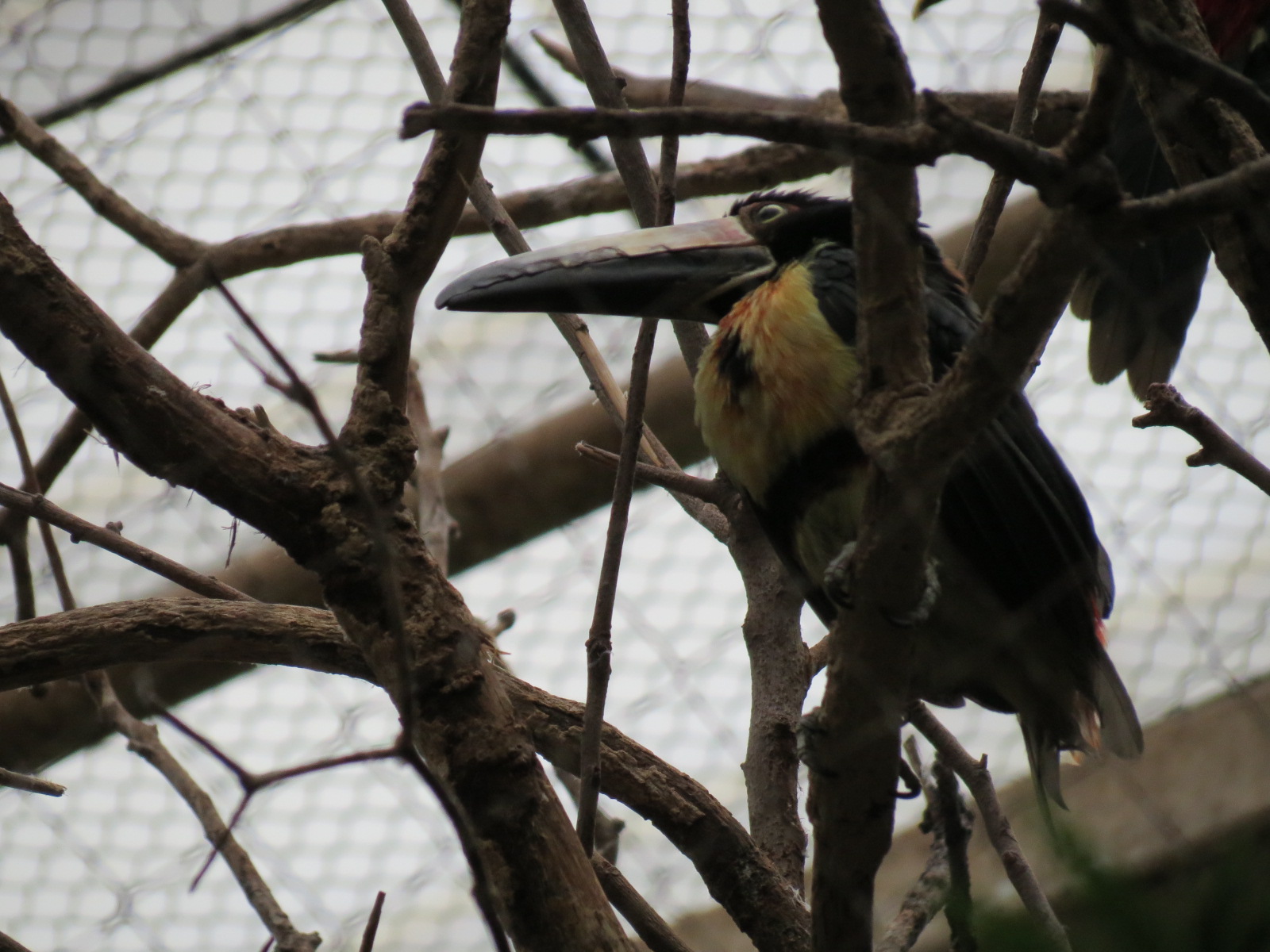 Orinoco Rainforest - Jungle Junction Exhibit - Collared Aracari